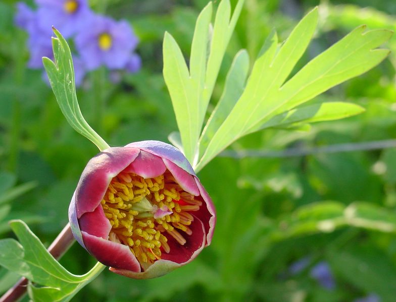 Soubor:Paeonia californica.JPG