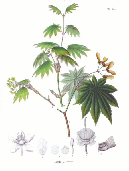 Soubor:Acer japonicum SZ144.png