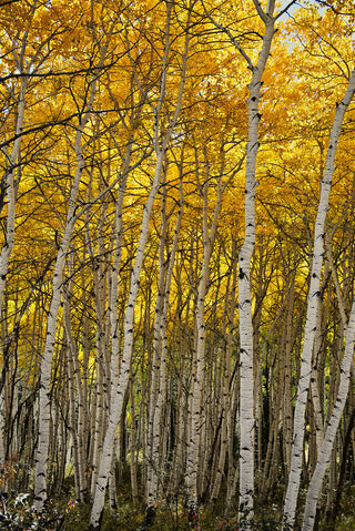 Podzim v Coloradu, nedaleko Kebler Pass