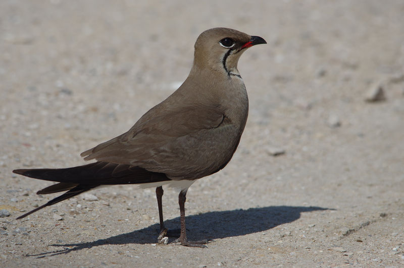 Soubor:Glaréole à collier lac de Tunis.jpg