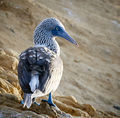 Blue-footed booby-Galapagos-PSFlickr01.jpg