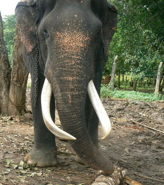 Soubor:Srilankan tuskelephant.jpg