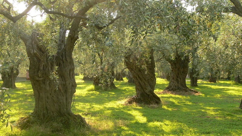 Soubor:Olive trees on Thassos.JPG