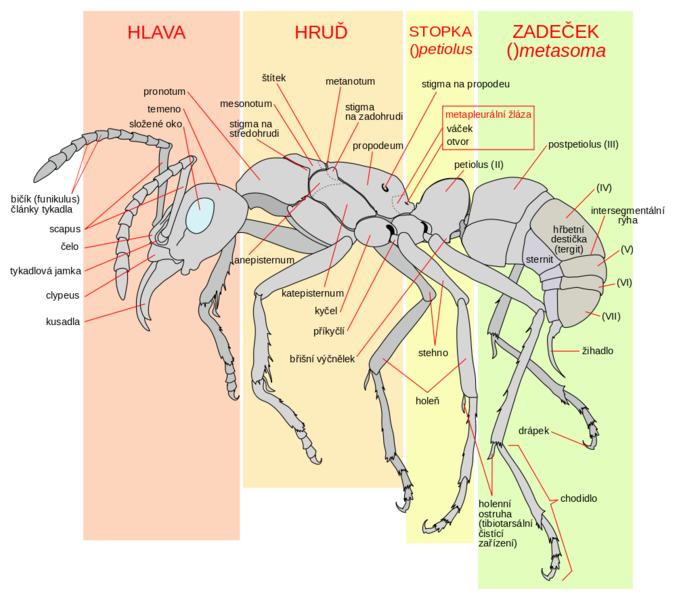 Soubor:Scheme ant worker anatomy-cs.png