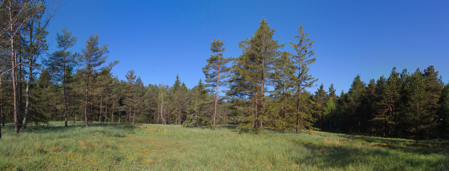 Panorama rašeliniště