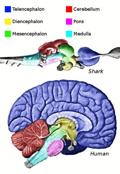 Soubor:Vertebrate-brain-regions.png