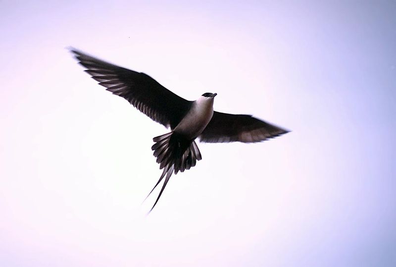 Soubor:Long-tailed Skua in flight.jpg