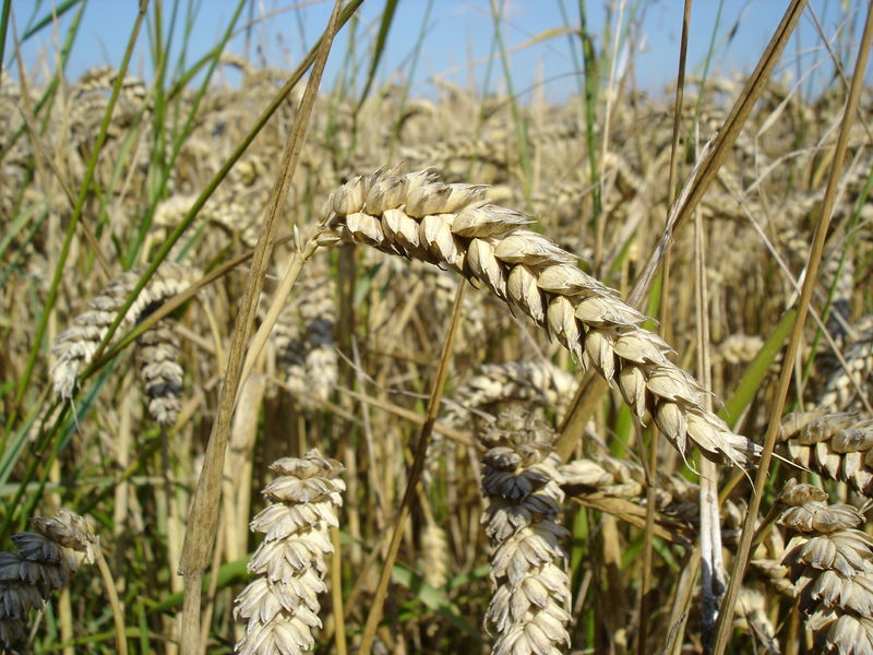 Soubor:Wheat close-up.JPG