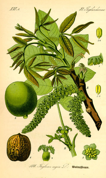 Soubor:Illustration Juglans regia0.jpg