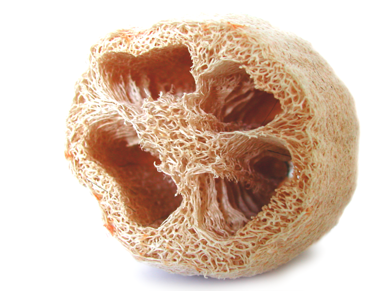 Soubor:Luffa sponge.png