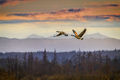 A pair of Canada geese in flight over the North Cascades at sunrise, Washington State-Flickr.jpg