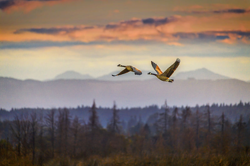 Soubor:A pair of Canada geese in flight over the North Cascades at sunrise, Washington State-Flickr.jpg