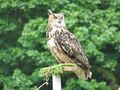 Eagle Owl (Bubo bubo) - geograph.org.uk - 184214.jpg