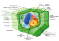 Plant cell structure cs.png
