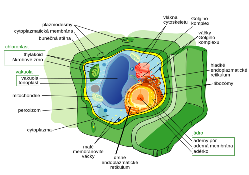 Soubor:Plant cell structure cs.png