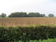 Wind Break - geograph.org.uk - 266001.jpg