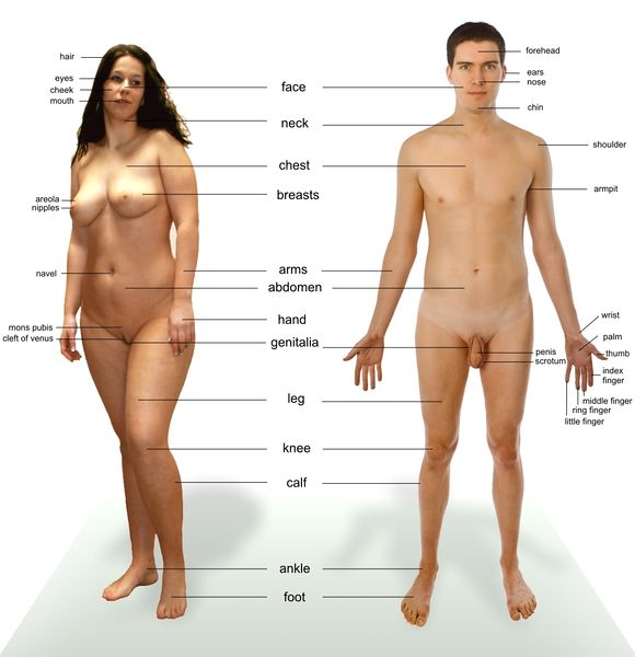 Soubor:Human anatomy.jpg