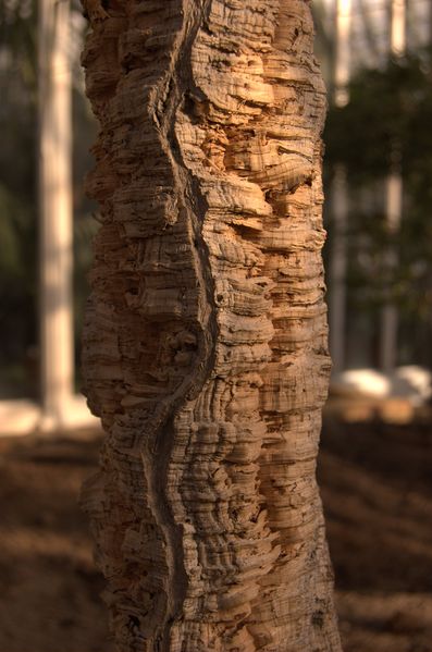 Soubor:Quercus suber aka cork oak.jpg