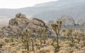 View from Lost Horse Valley - Joshua Tree National Park - San Bernardino County, California.jpg