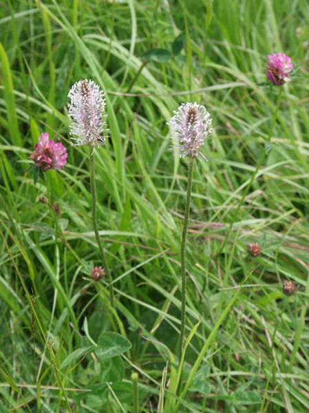 Soubor:Hoary Plantain (Plantago media) - geograph.org.uk - 496811.jpg