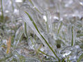 Ice on grass.jpg