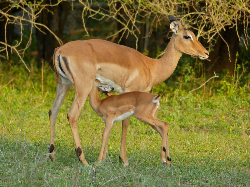Soubor:Impalas (Aepyceros melampus) female and young (11421993164).jpg