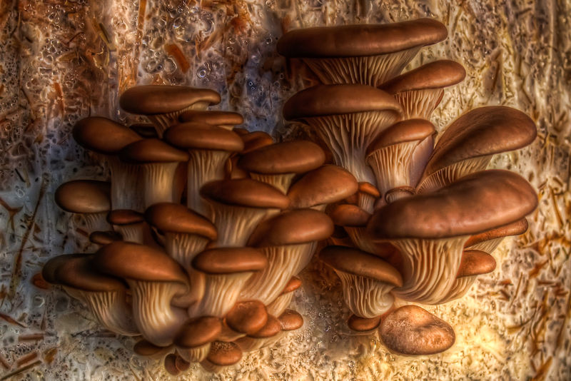 Soubor:Mushrooms-theodevil.jpg