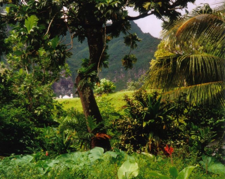 Soubor:Rainforest Fatu Hiva.jpg