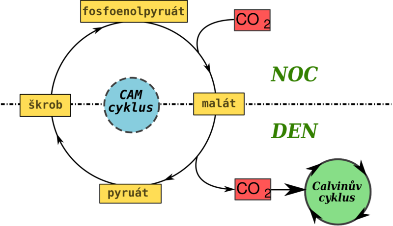 Soubor:CAM-cycle (cs).png