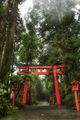 The Rainy Forest in Hakone HDR.jpg