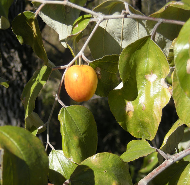 Soubor:Zizyphus mauritiana fruit.jpg