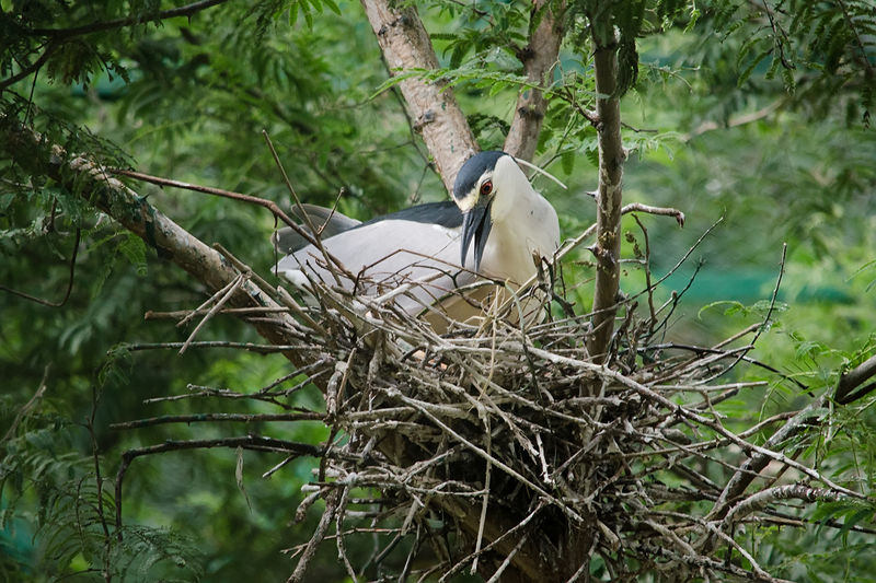 Soubor:A Night Heron building a nest.JPG