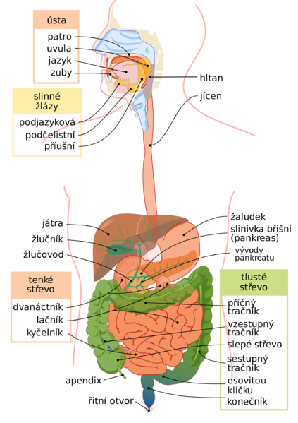 Soubor:Digestive system diagram cs.png