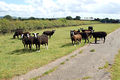 Zwartbles sheep on a farm track near Broadwell - geograph.org.uk - 1399885.jpg