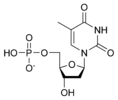 Struktura deoxythymidinmonofosfátu