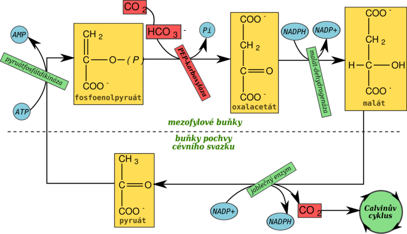 Soubor:Hatch-Slack cycle (cs).png