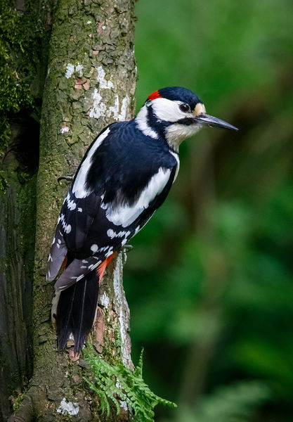 Soubor:Greater Spotted Woodpecker (41554059345).jpg