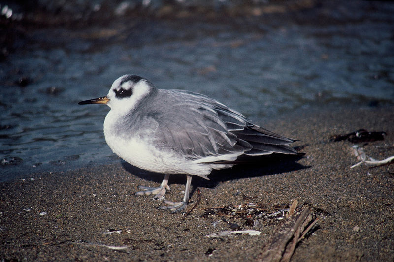 Soubor:Phalaropus fulicarius 2.jpg
