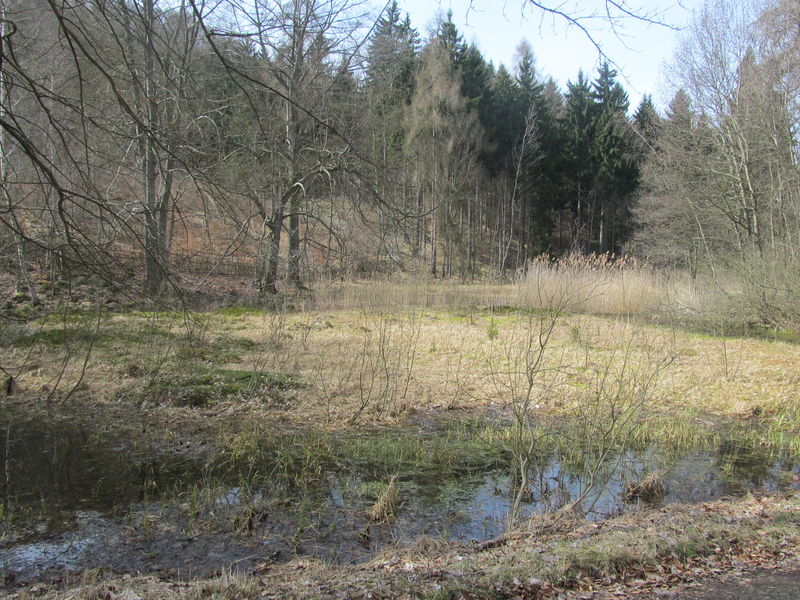 Soubor:Březina rašeliniště.JPG