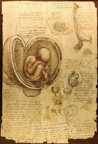 Da Vinci Studies of Embryos Luc Viatour.jpg