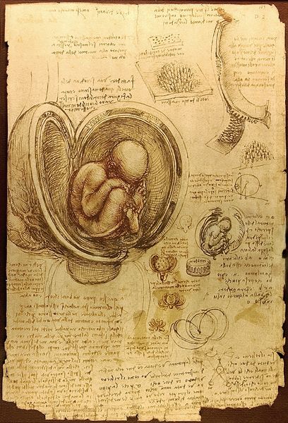 Soubor:Da Vinci Studies of Embryos Luc Viatour.jpg