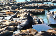 Cal Sea Lions on Pier 39.JPG