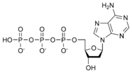 Struktura deoxyadenosinetrifosfátu