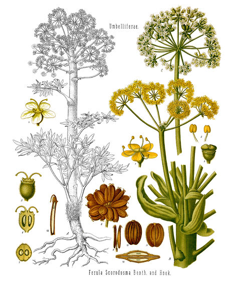 Soubor:Ferula assa-foetida - Köhler–s Medizinal-Pflanzen-061.jpg