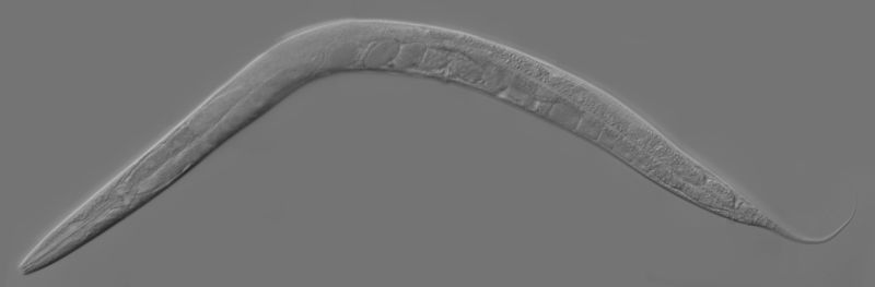 Soubor:Adult Caenorhabditis elegans.jpg