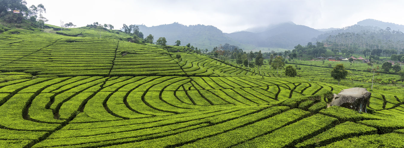 Gigantické panorama čajové plantáže