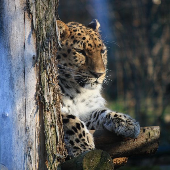 Soubor:Panthera pardus orientalis, ZOO Praha 495.jpg