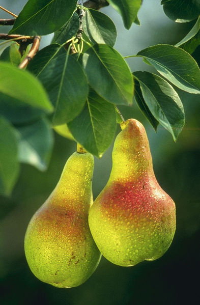 Soubor:Pears.jpg