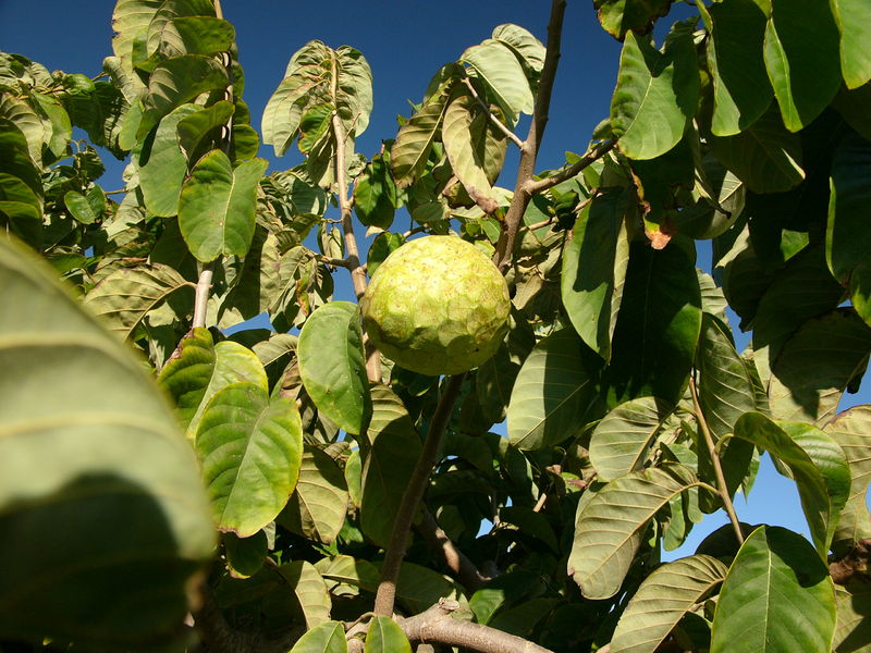 Soubor:Cherimoya tree hg.jpg
