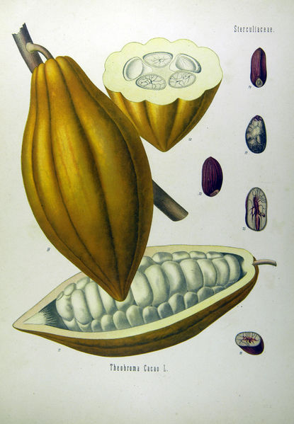 Soubor:Theobroma cacao - Köhler–s Medizinal-Pflanzen-137.jpg